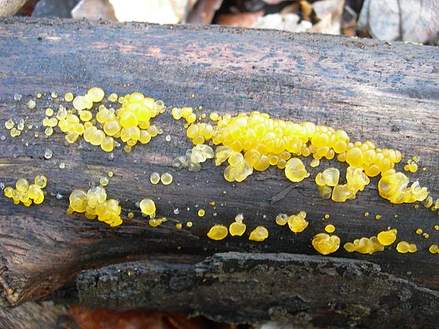 Le prime specie primaverili